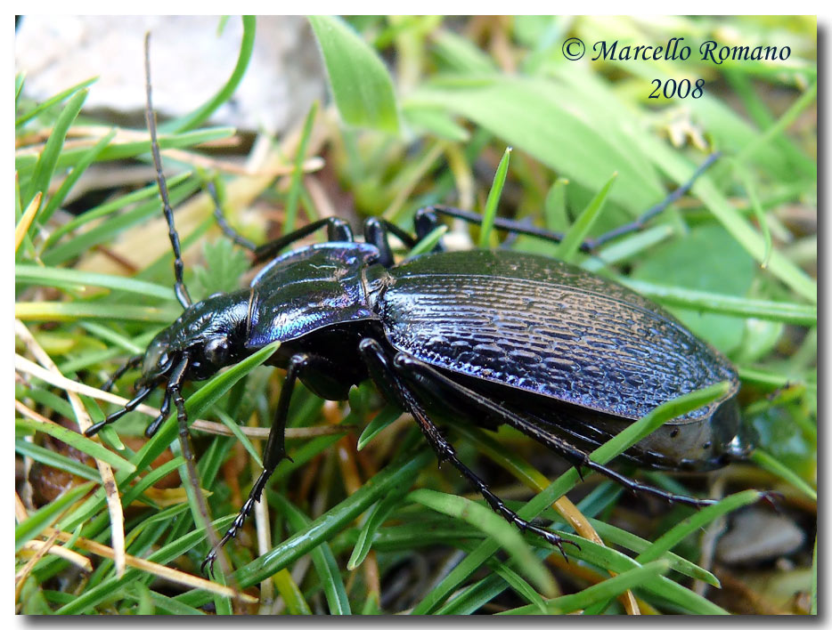 Carabus (Chaetocarabus) lefebvrei lefebvrei di Sicilia